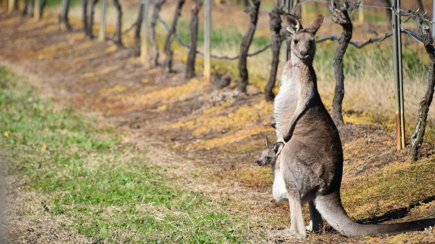 Discover Australia's Finest: Top Non-Alcoholic Wines from CraftZero - Craftzero