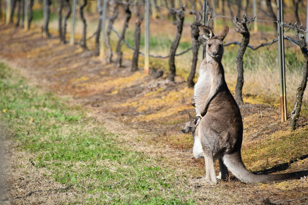 Discover Australia's Finest: Top Non-Alcoholic Wines from CraftZero - Craftzero