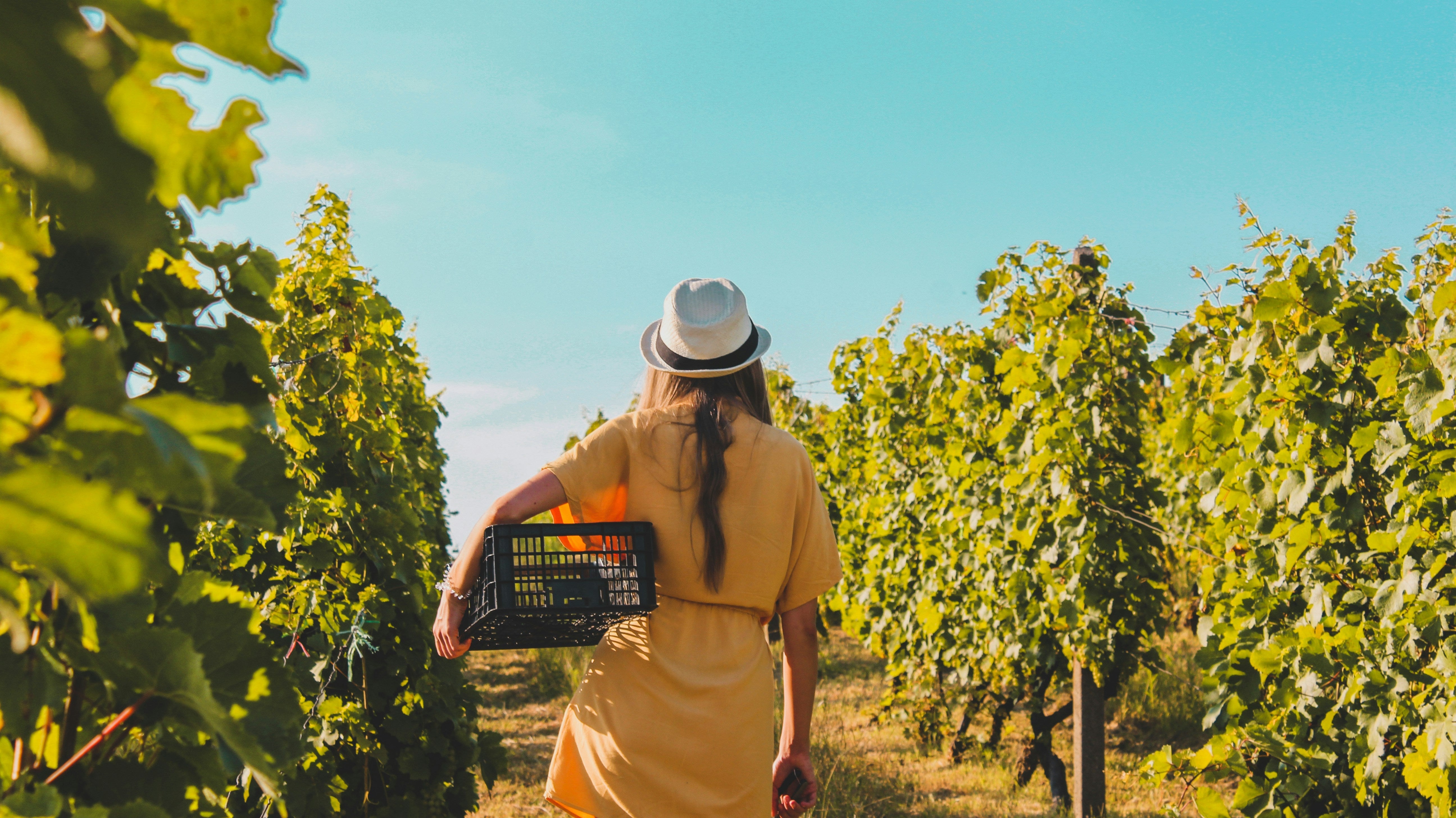 Uncorking the Best: A Guide to the Finest Non-Alcoholic Wines - Craftzero