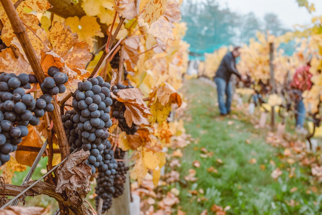 The Ultimate Guide to Non Alcoholic Wine - Craftzero
