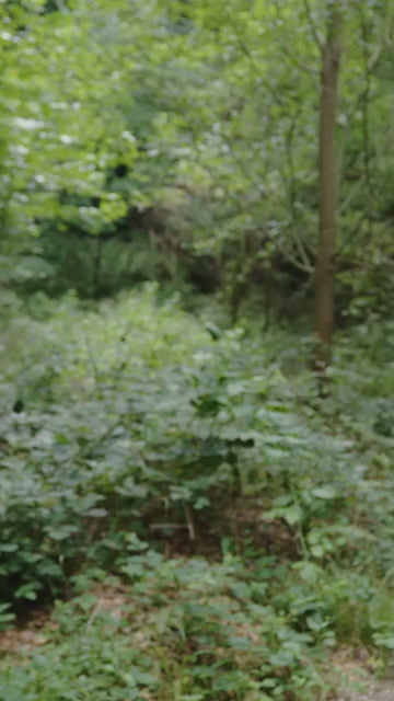 Clausthaler Unfiltered Dry Hopped Non-Alc Beer 330mL